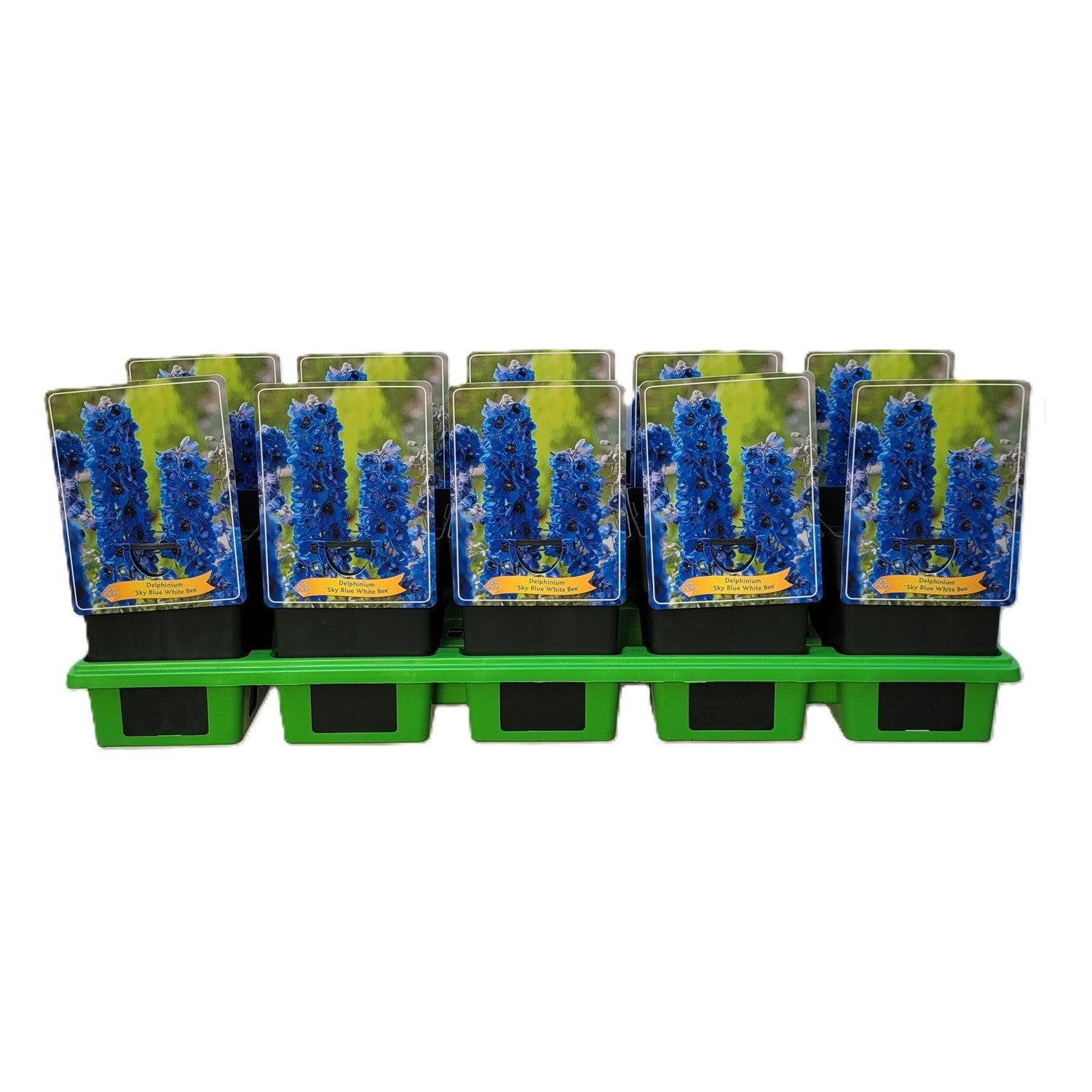 Delphinium mix 25cm 11cm Pot