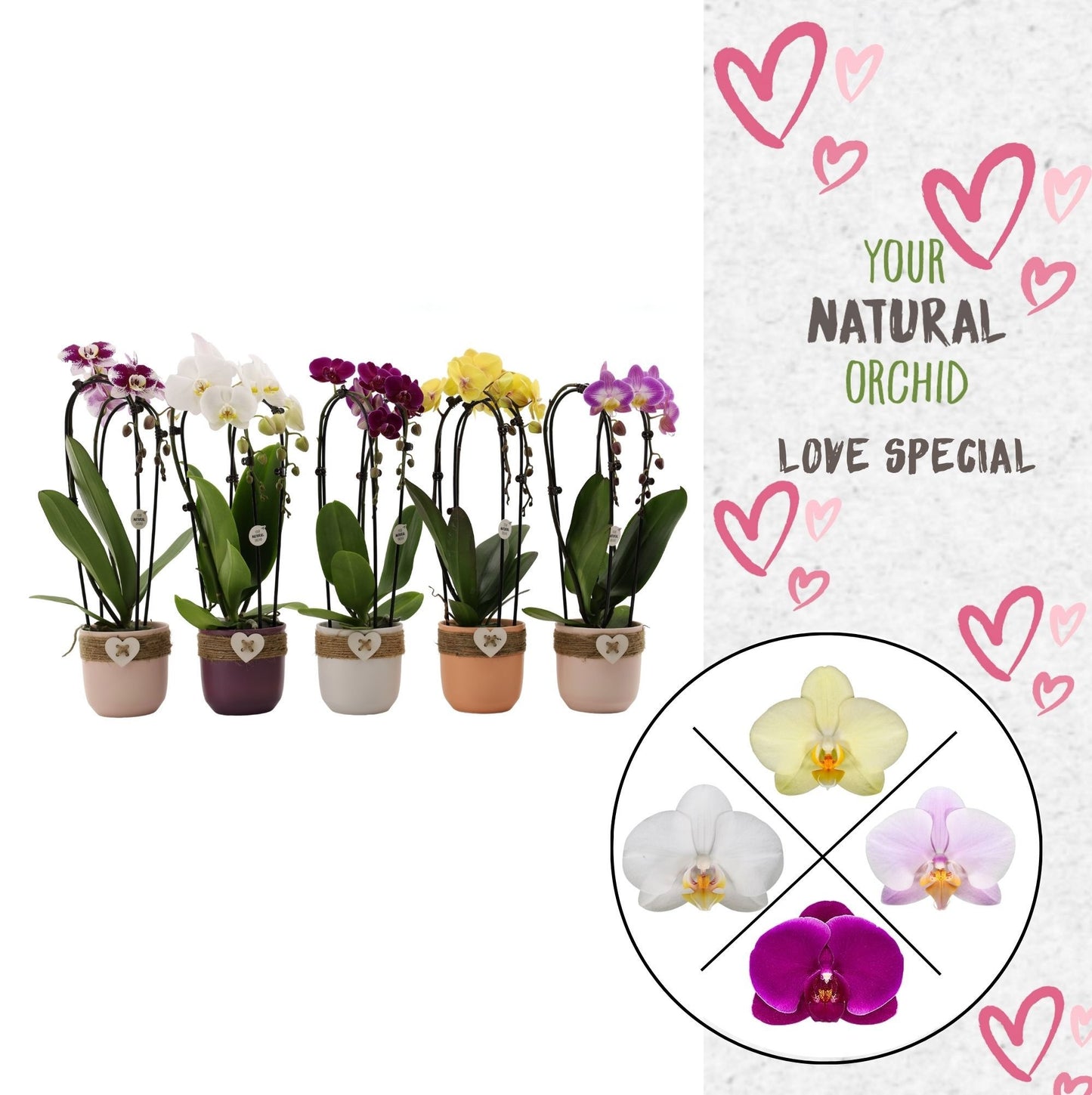 Phalaenopsis mix cascade (+ drp.ceramic) 45cm 12cm Pot