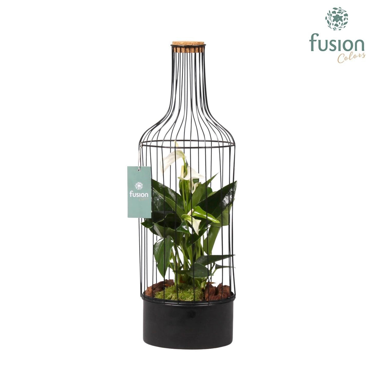 Metaal fles zwart Large met Anthurium 55cm 17cm Pot
