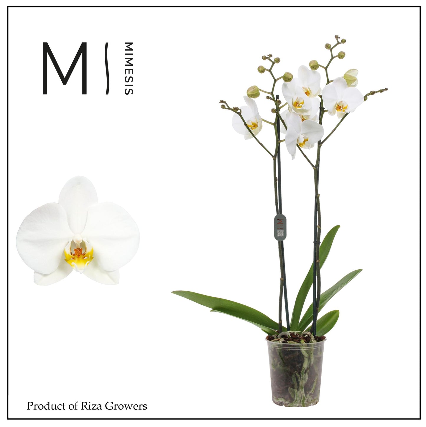 Phalaenopsis London 80cm 12cm Pot