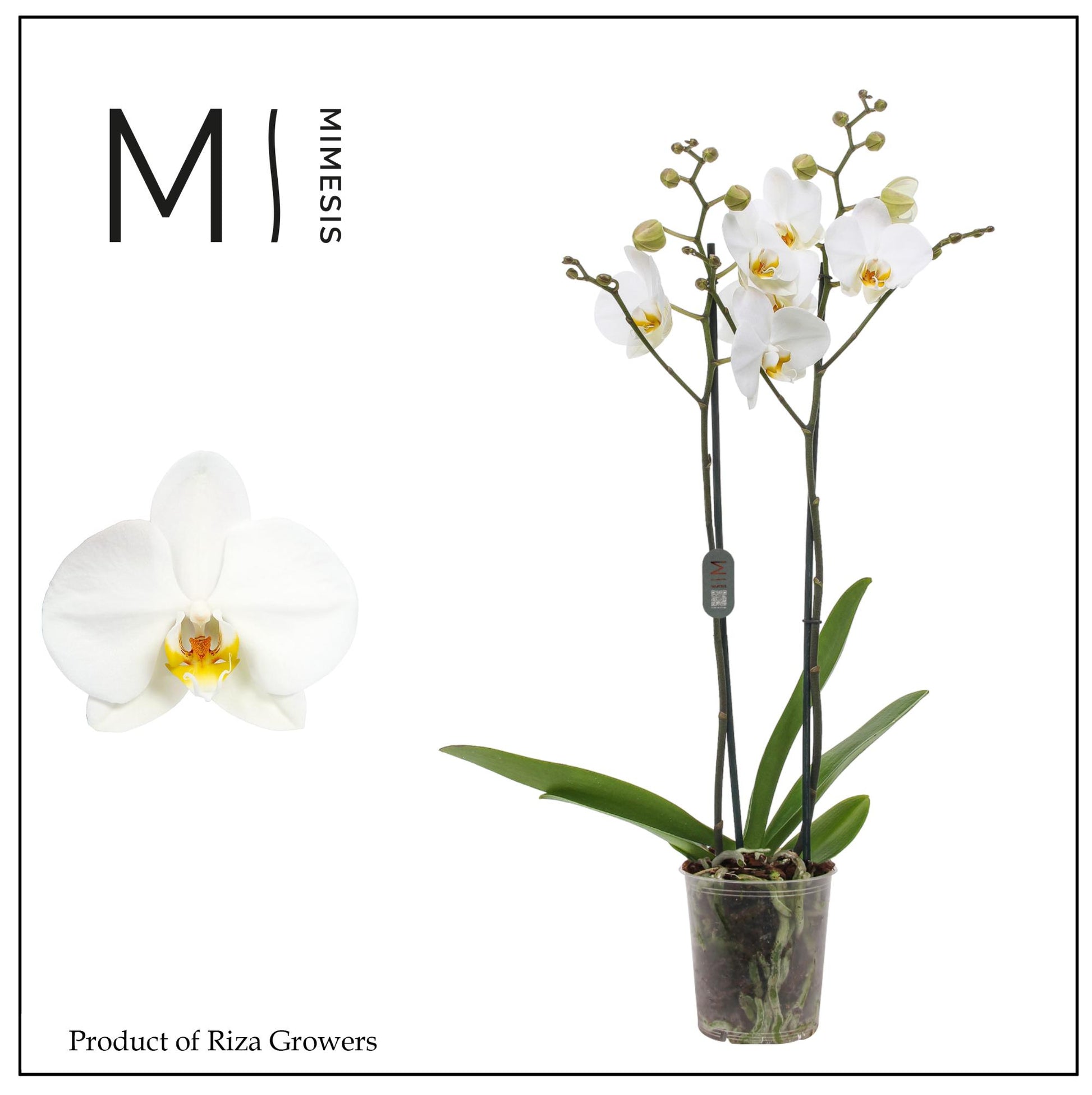 Phalaenopsis London 80cm 12cm Pot