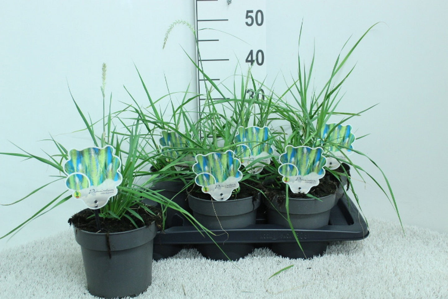 Pennisetum orientale 45cm 17cm Pot