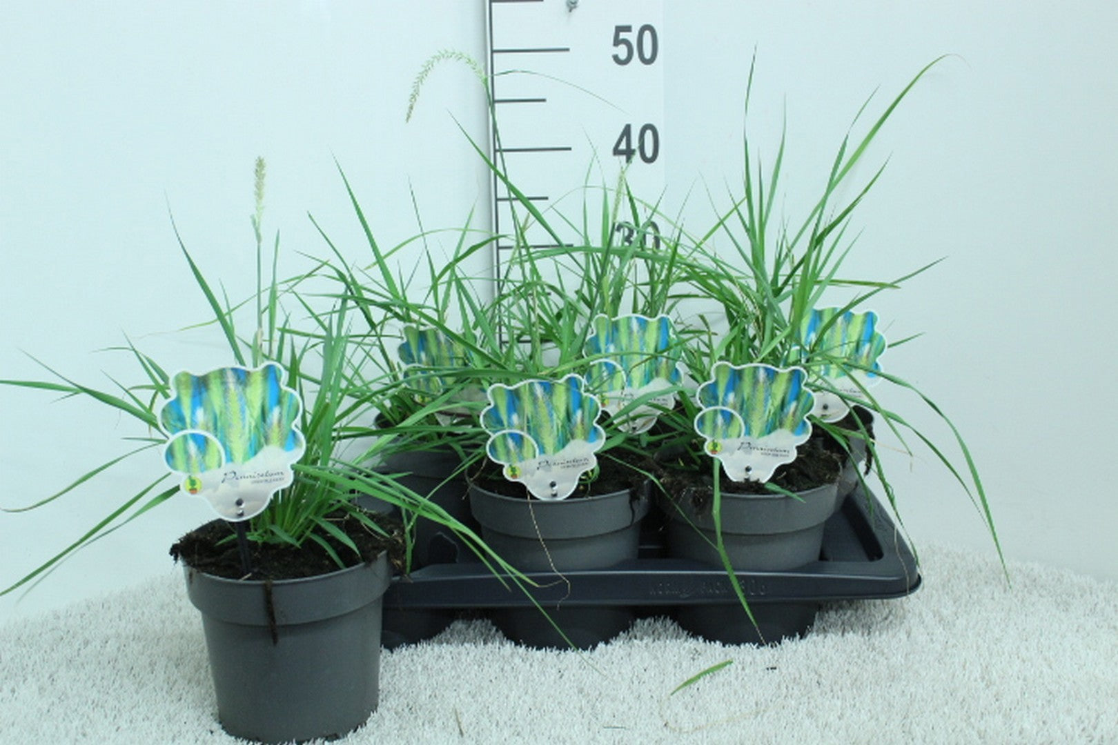 Pennisetum orientale 45cm 17cm Pot
