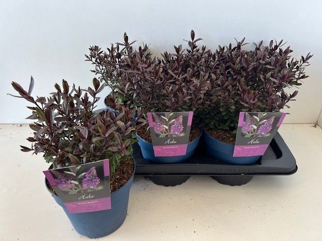 Hebe Black Beauty 28cm 17cm Pot