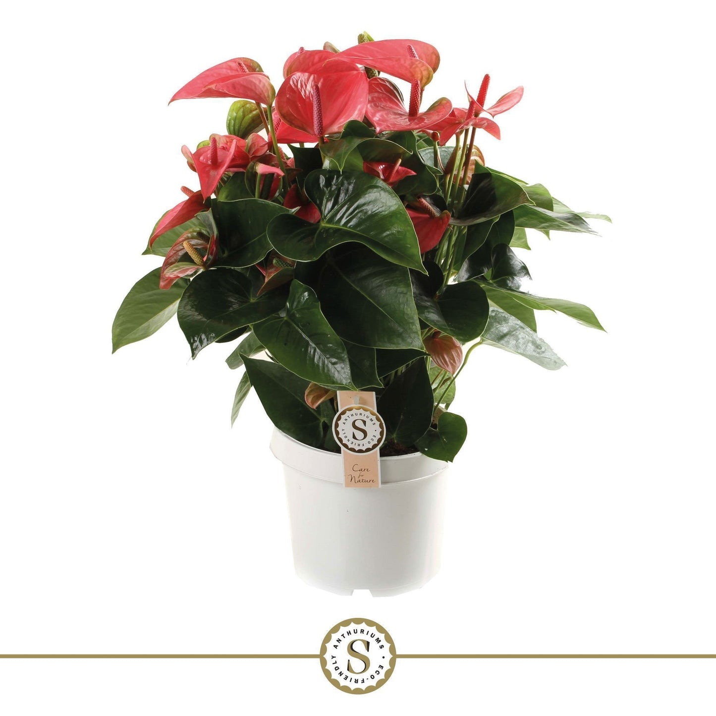 Anthurium Pink Champion 65cm 21cm Pot