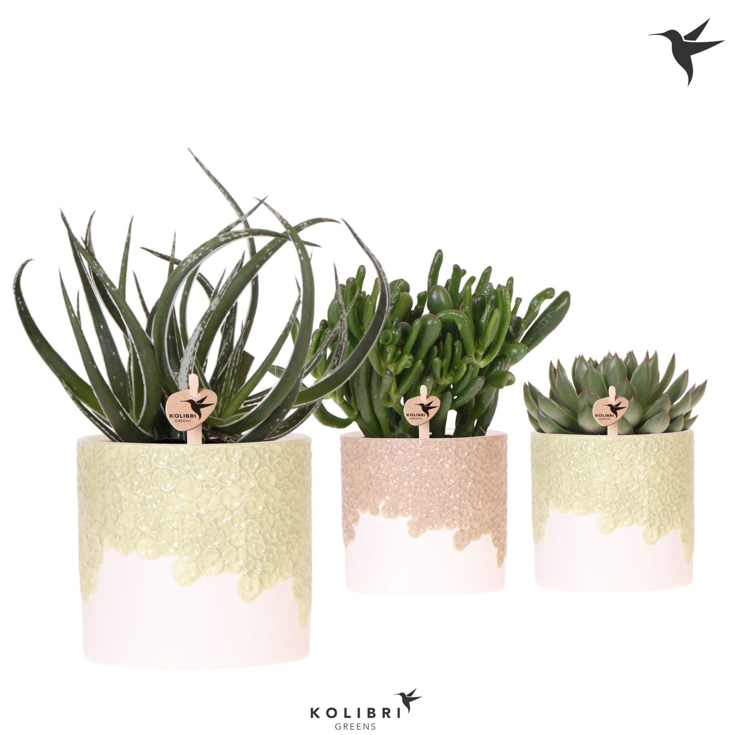 Succulent mix 26cm 12cm Pot