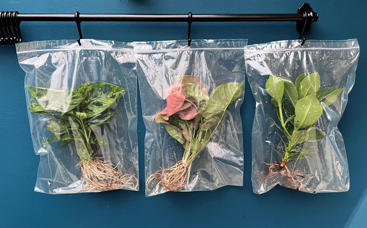 VDE plant BV Foliage houseplants mix Pack of 9