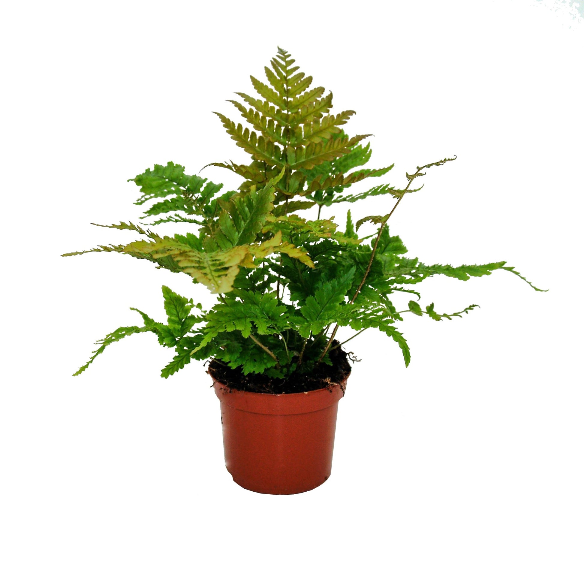 Dryopteris erythrosora 20cm Special Pot (508)