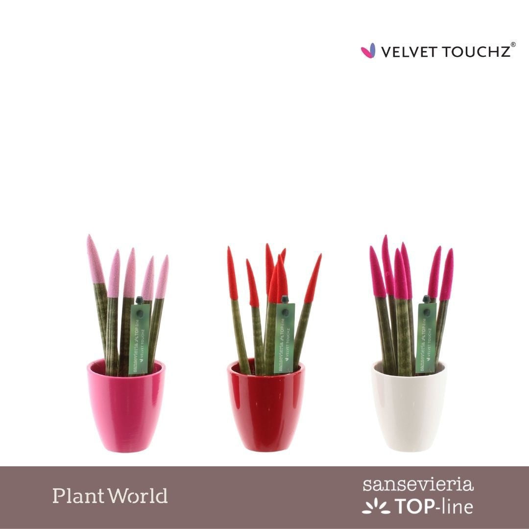 Sansevieria cylindrica 20cm 6cm Pot
