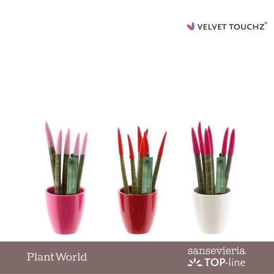 Sansevieria cylindrica 20cm 6cm Pot