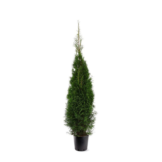 Thuja occidentalis Smaragd 140cm 28cm Pot