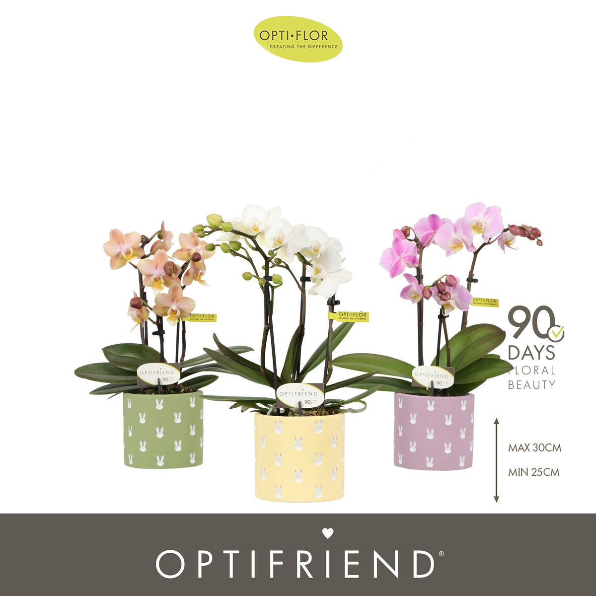 Phalaenopsis mix 25cm 7cm Pot
