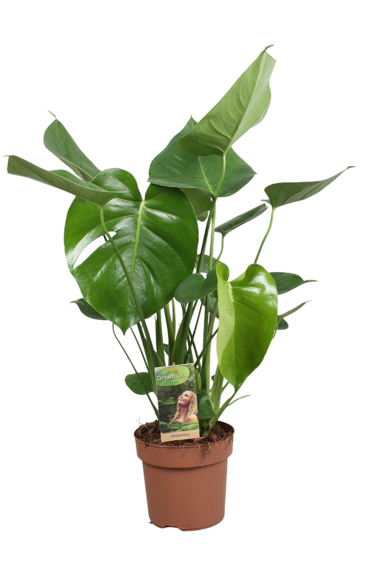 Monstera deliciosa 50cm 17cm Pot