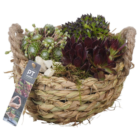 arr. Sempervivum 17cm 20cm Pot