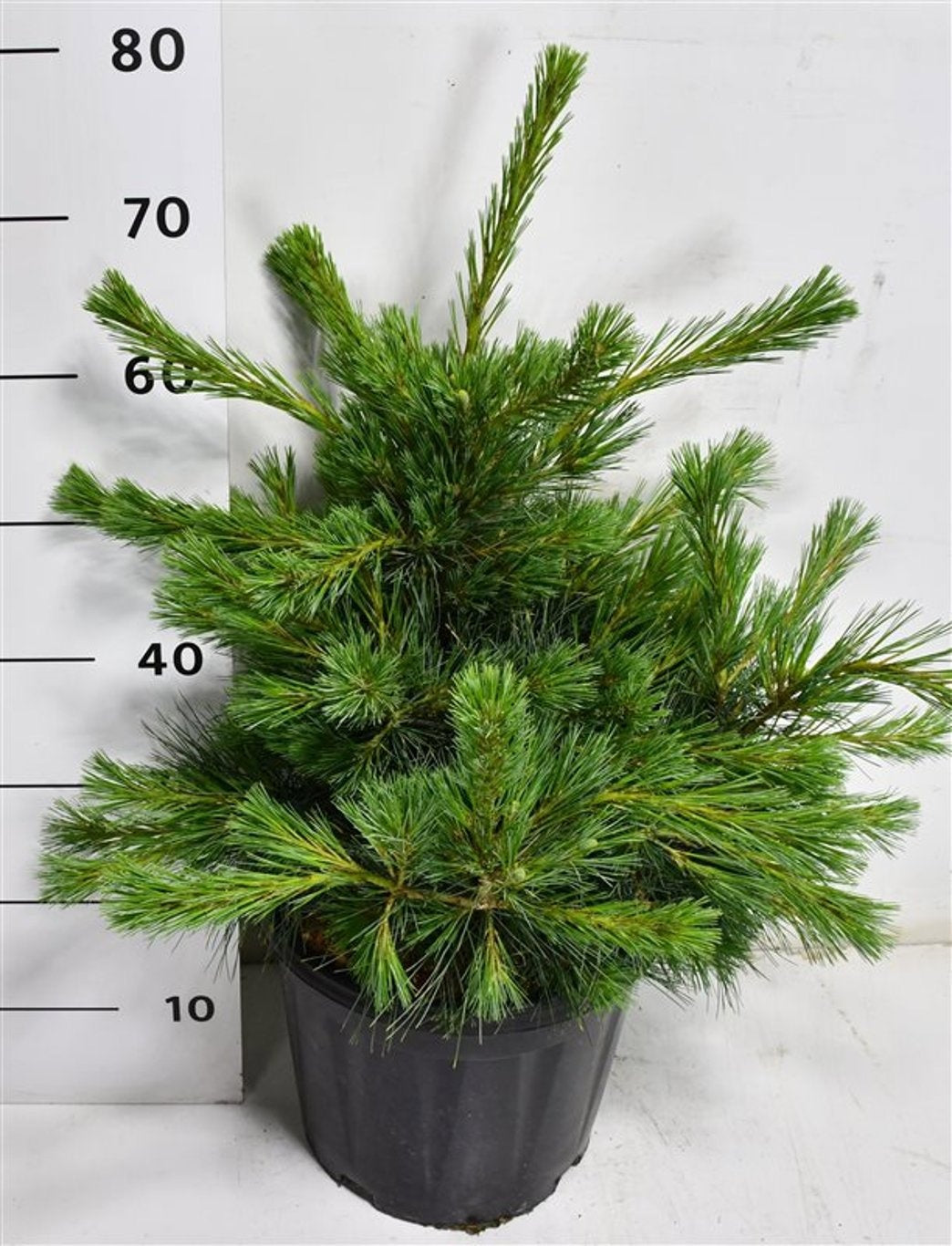 Bloemenkampen BV, Hkw. de Pinus str. Niagara Falls Pack of 1