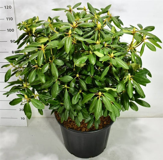 Bloemenkampen BV, Hkw. de Rhododendron Roseum Elegans Pack of 1