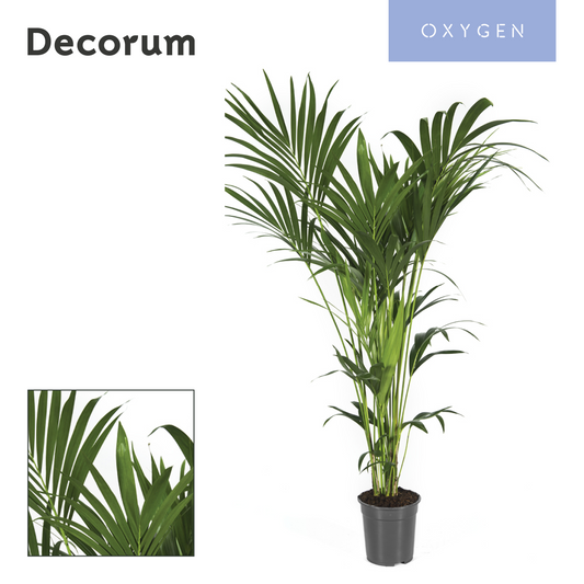 Howea forsteriana 140cm 21cm Pot