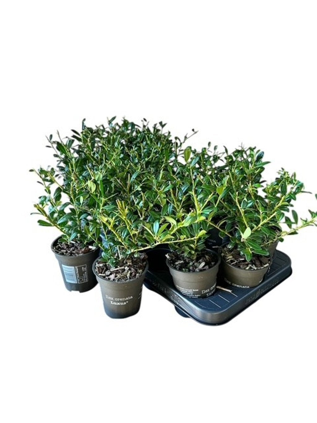 Ilex crenata Luxus Globe 30cm 9cm Pot
