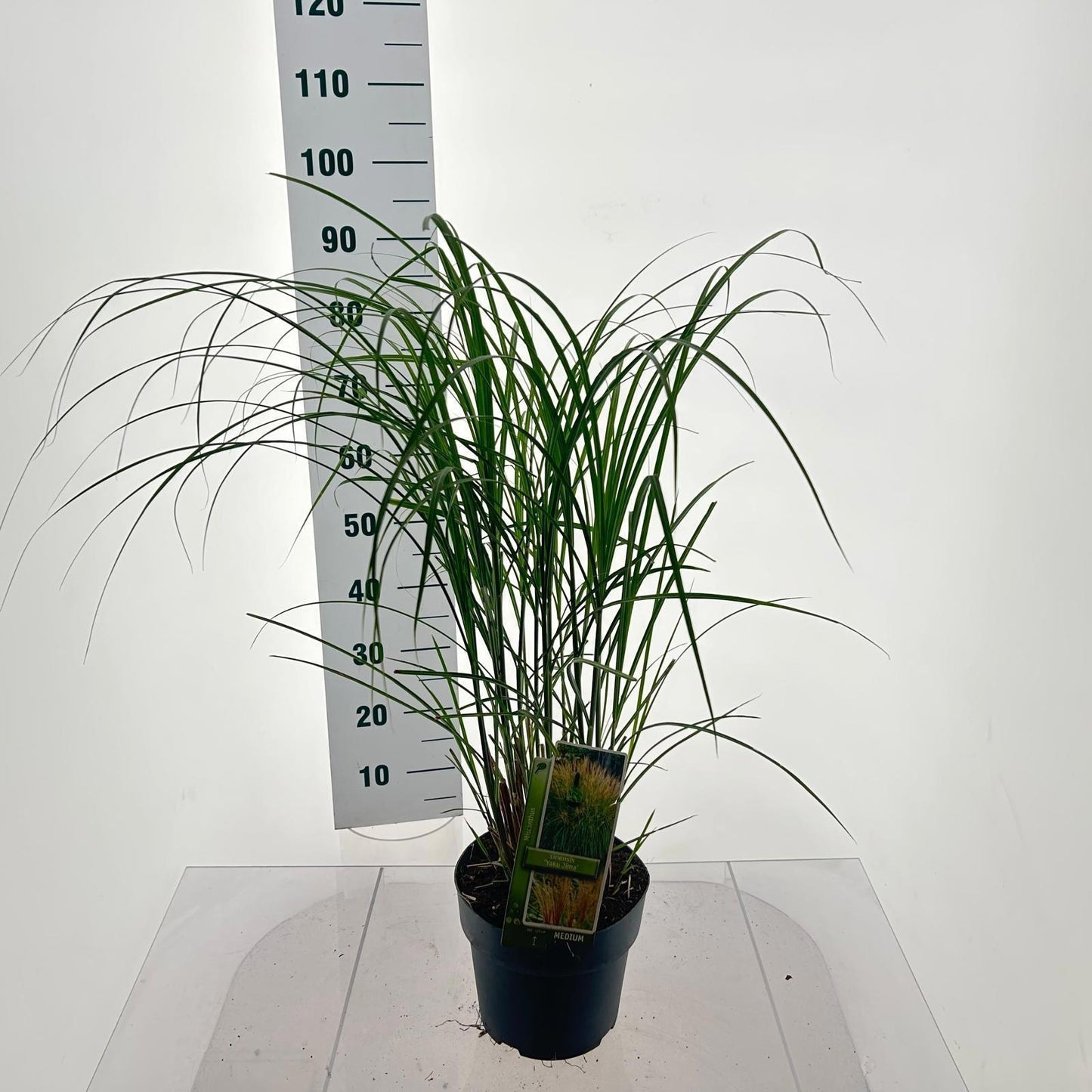 Miscanthus sin. Yaku Jima 90cm 23cm Pot