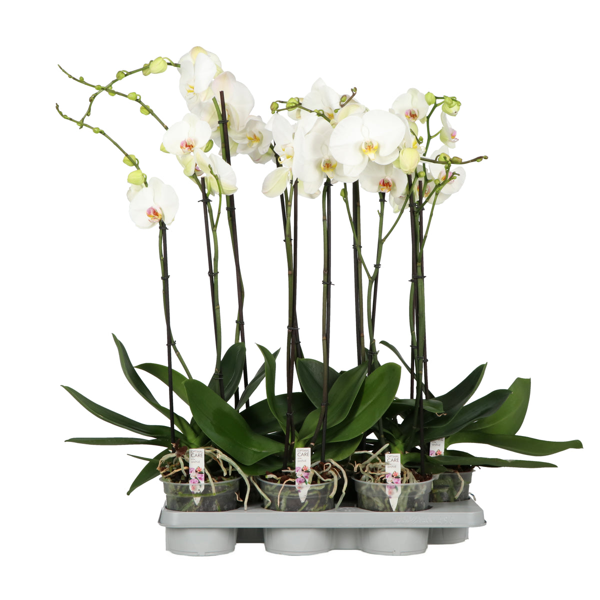 Phalaenopsis white 80cm 15cm Pot