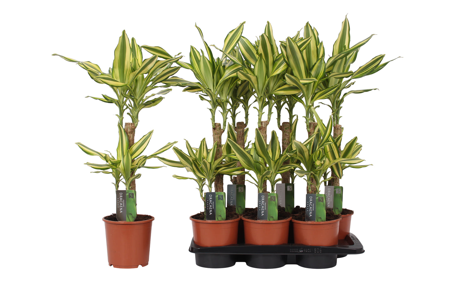 Dracaena fragrans Yellow Coast 70cm 17cm Pot