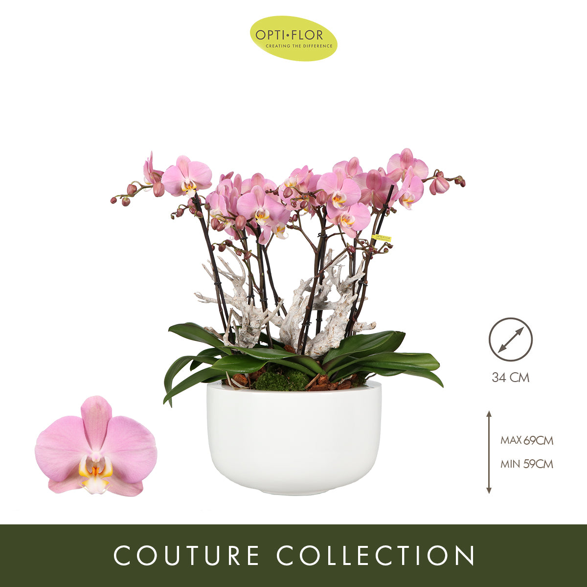 Phalaenopsis arrangement 34cm Pot