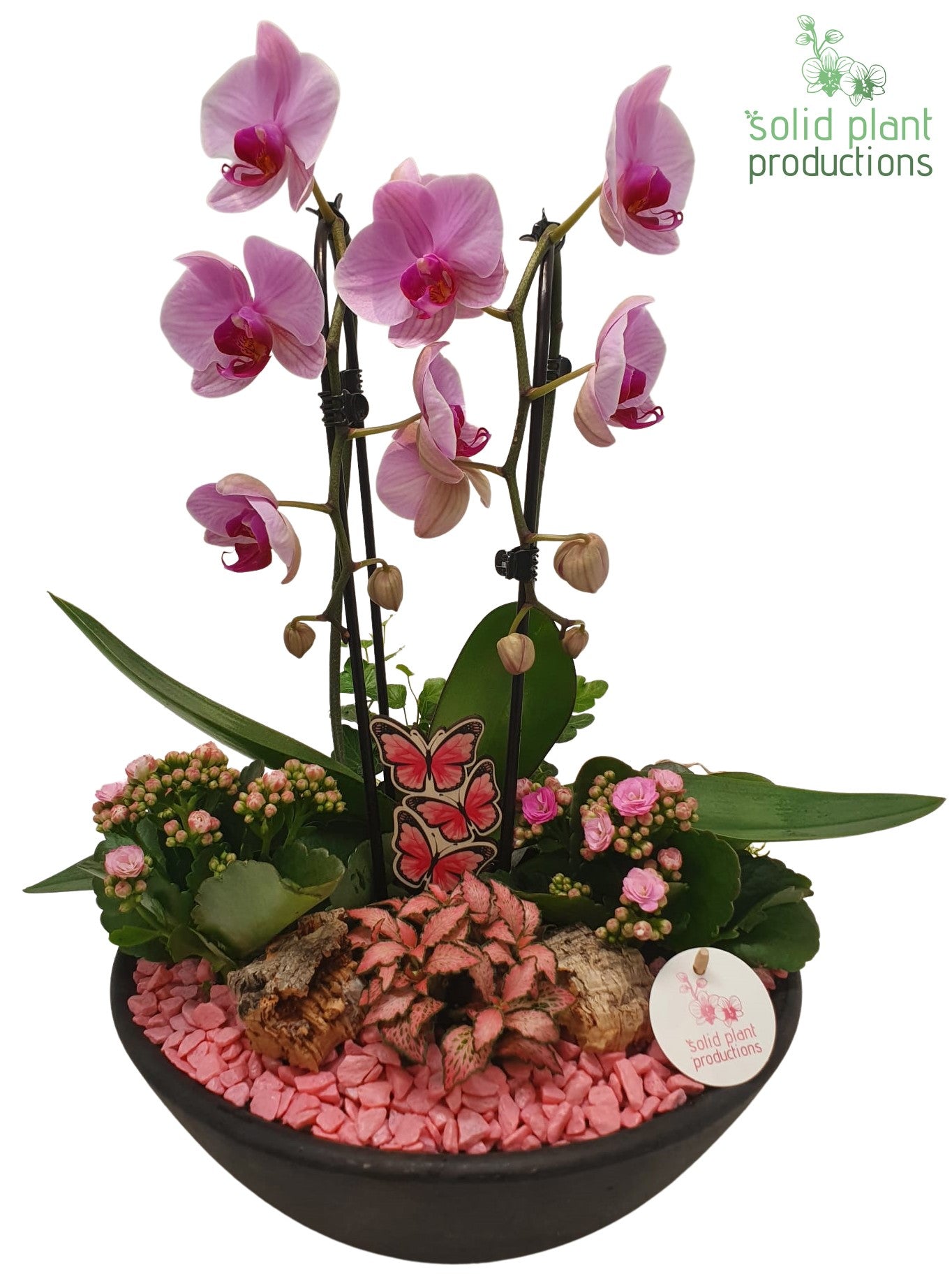 Ebbi Pink Deluxe 50cm 32cm Pot