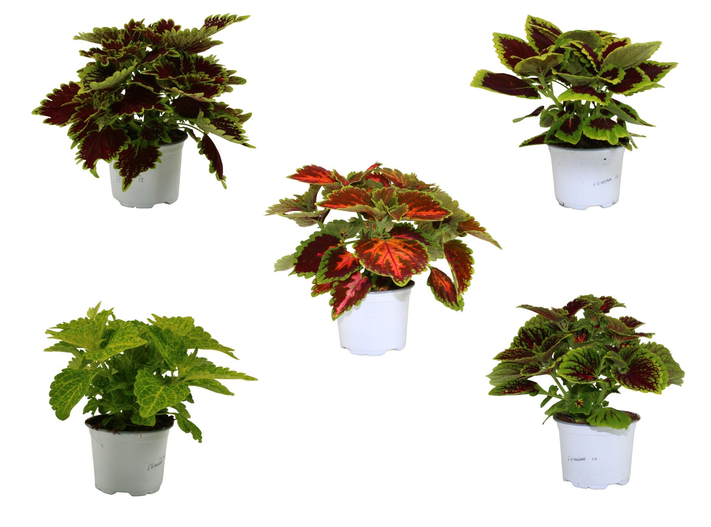 Adrichem Potplanten Coleus mix Pack of 8