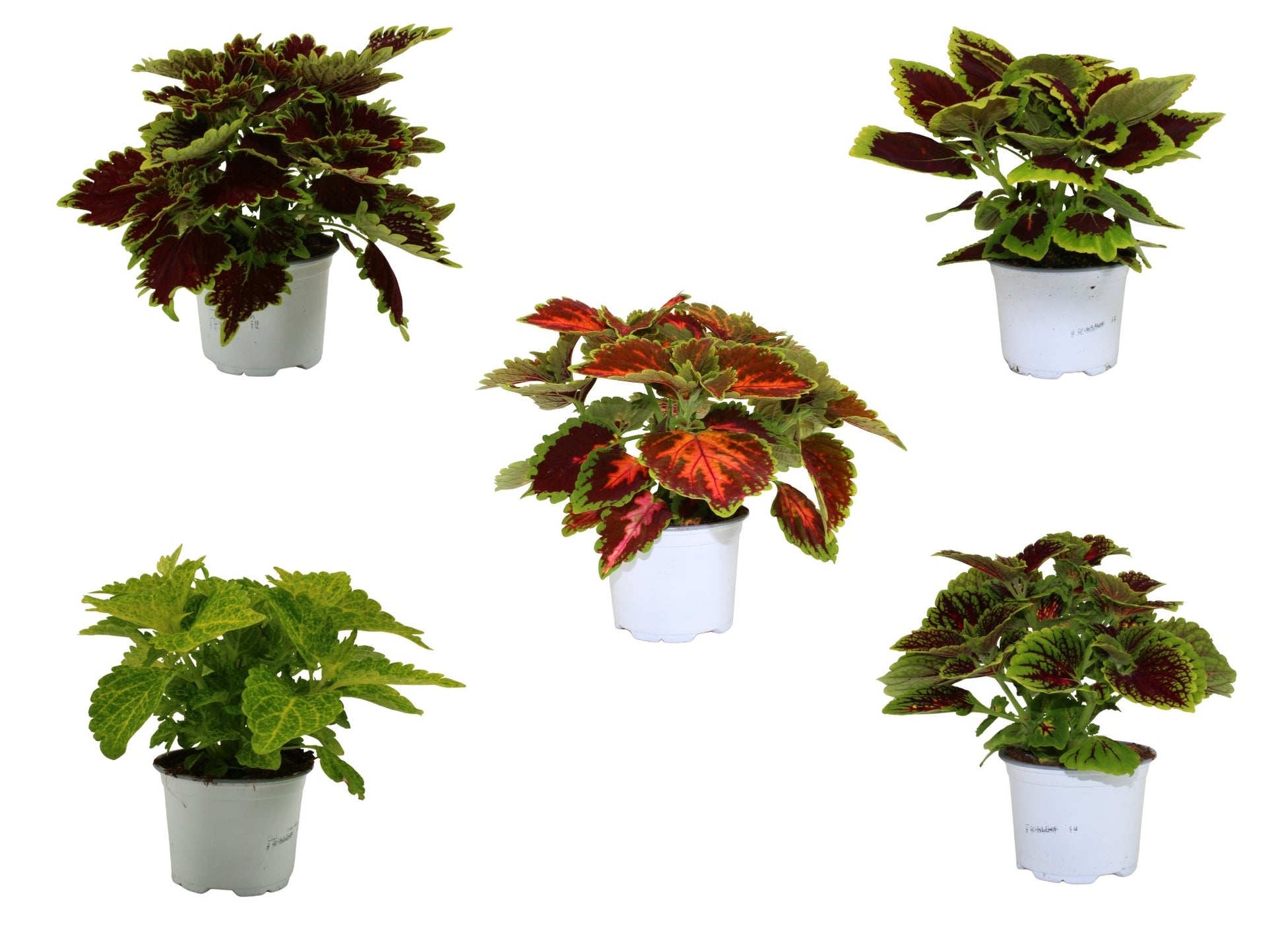 Adrichem Potplanten Coleus mix Pack of 8