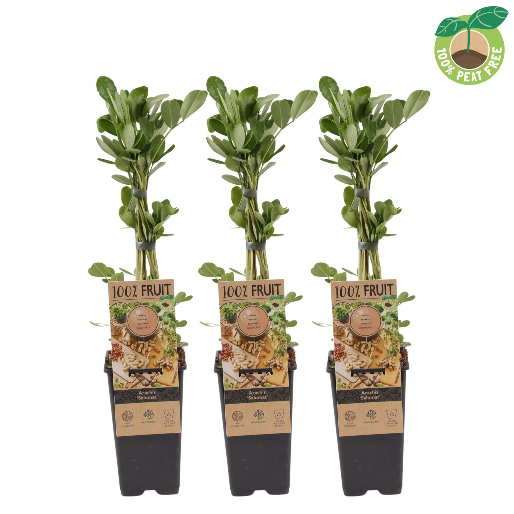 Streng Growers B.V. Arachis hypogaea Pack of 10