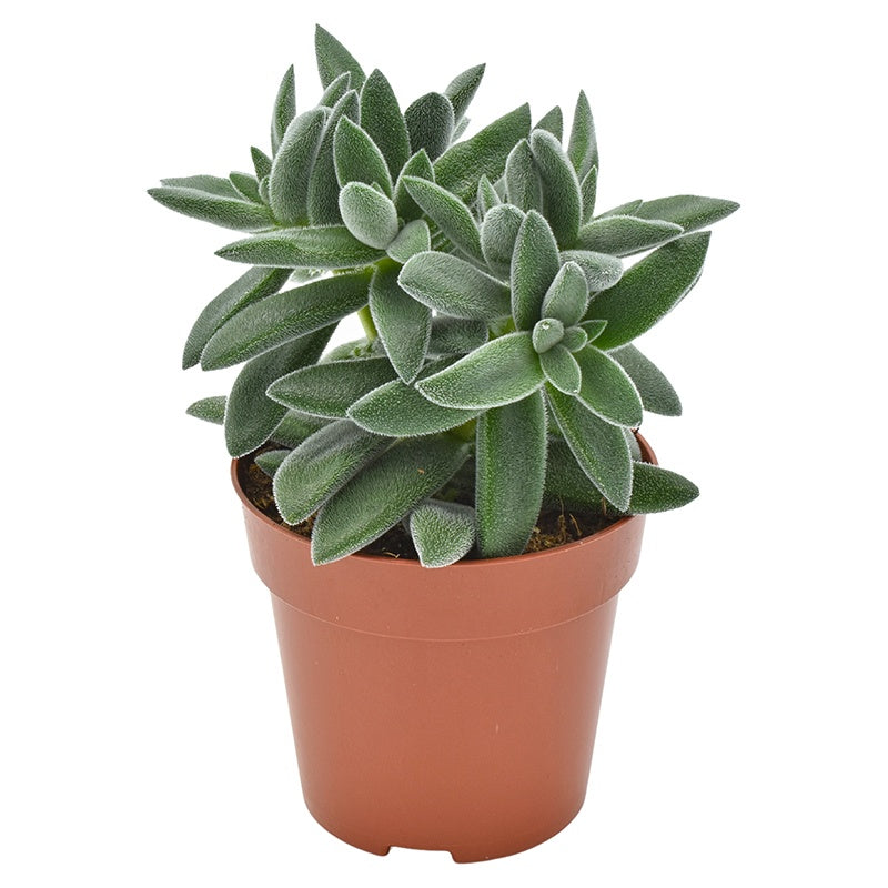 Amigo Plant VOF Crassula Tarantula Pack of 18