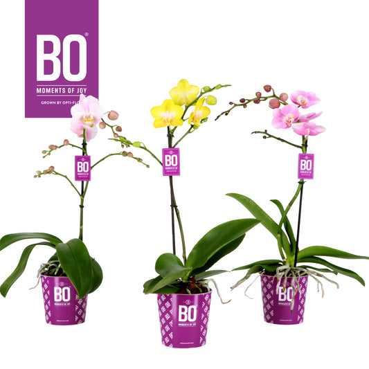 Phalaenopsis mix 45cm 12cm Pot