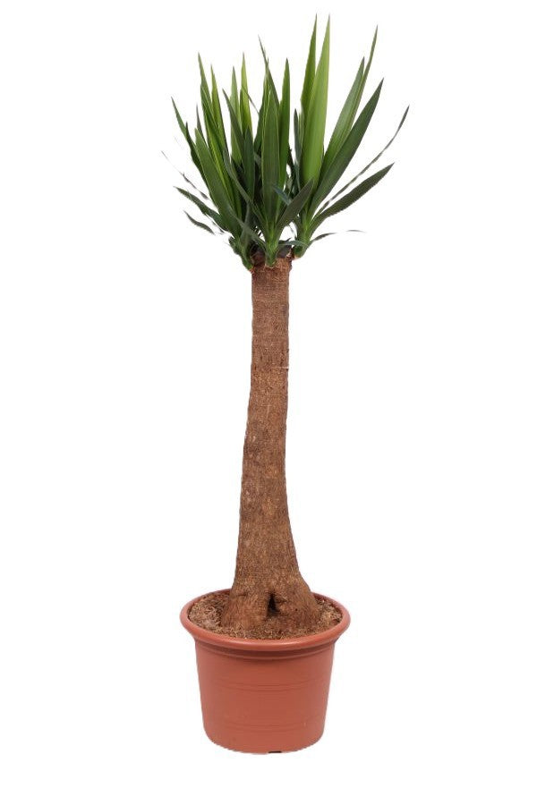 Yucca branched 150cm 35cm Pot
