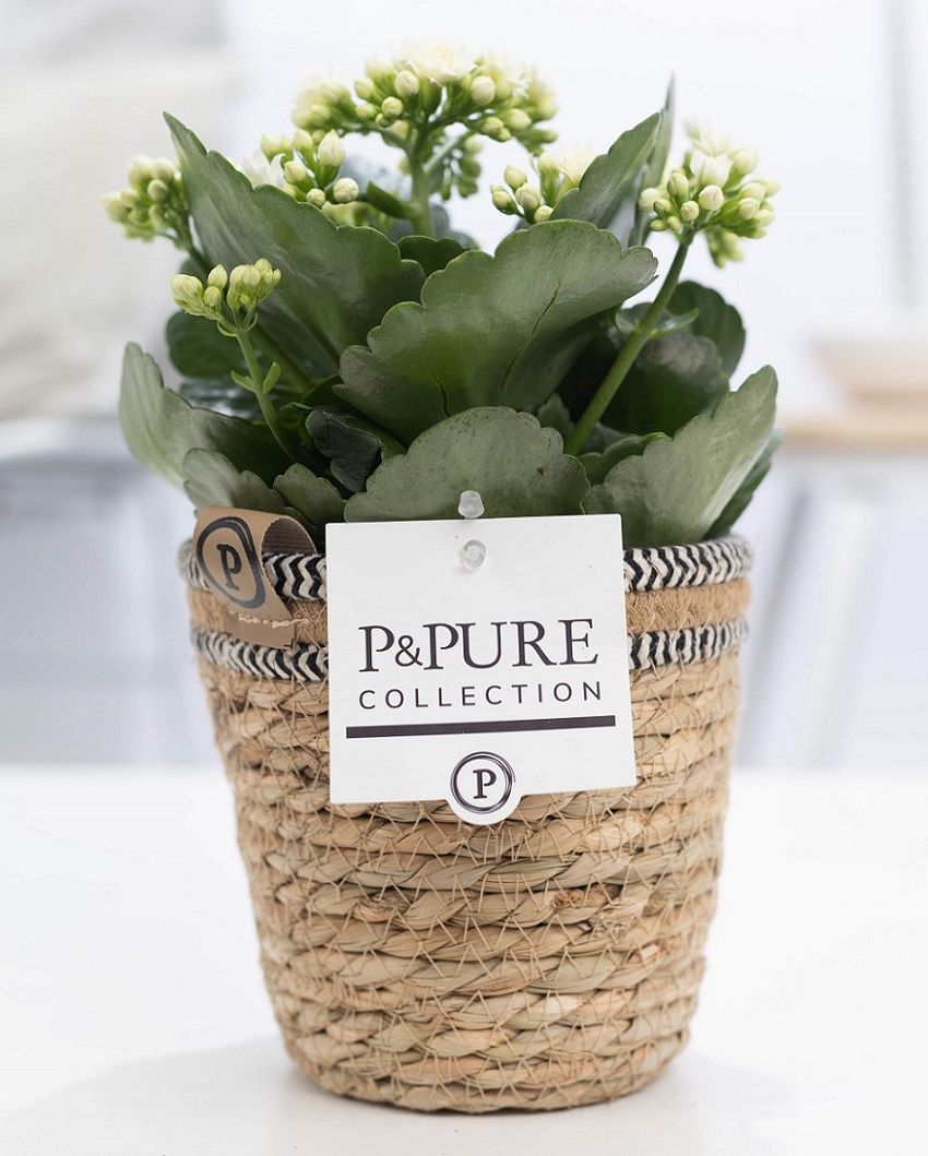 Kalanchoe Rosalina Don Paloma 27cm 12cm Pot
