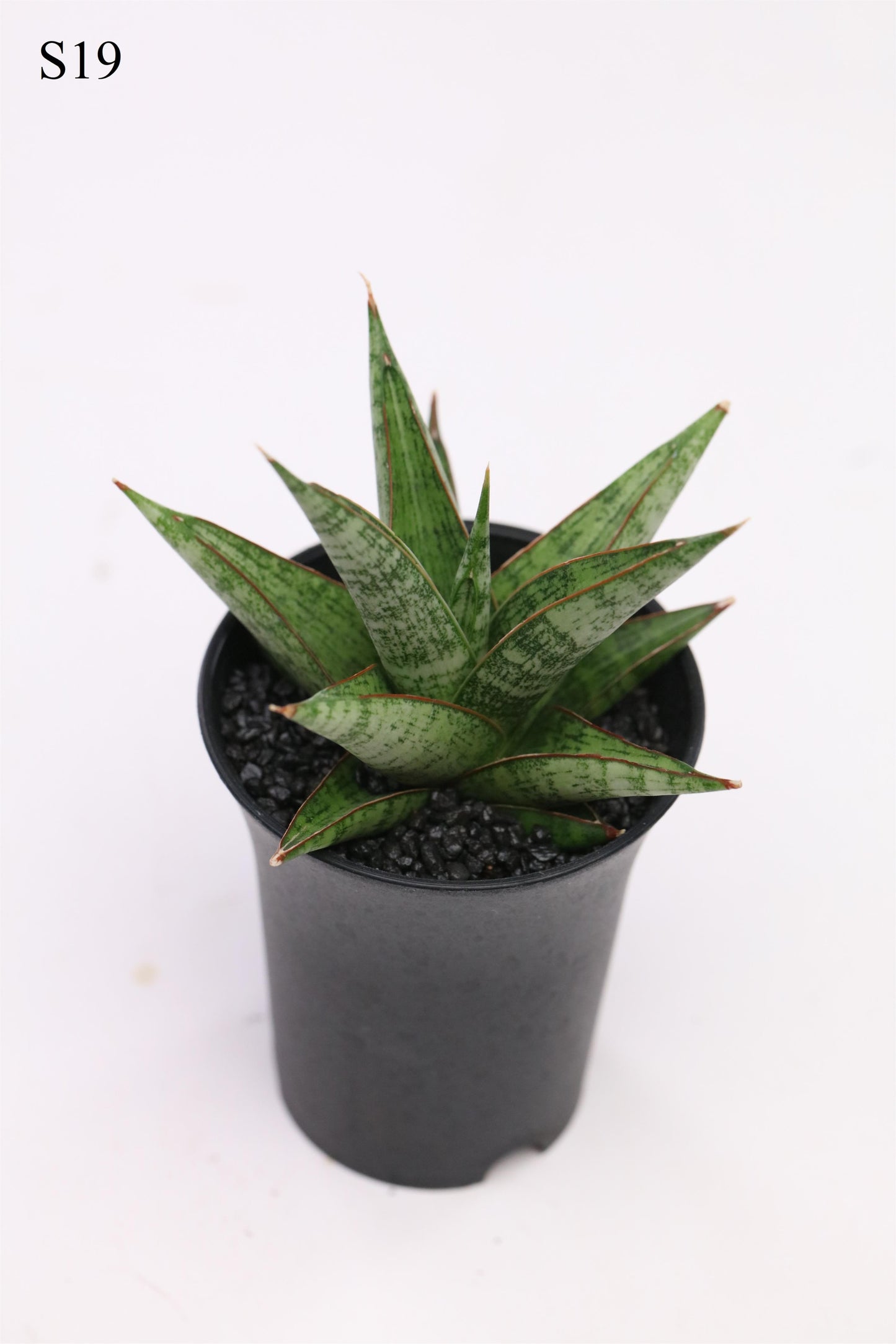 Sansevieria Comet Queen Marble 20cm 7.5cm Pot