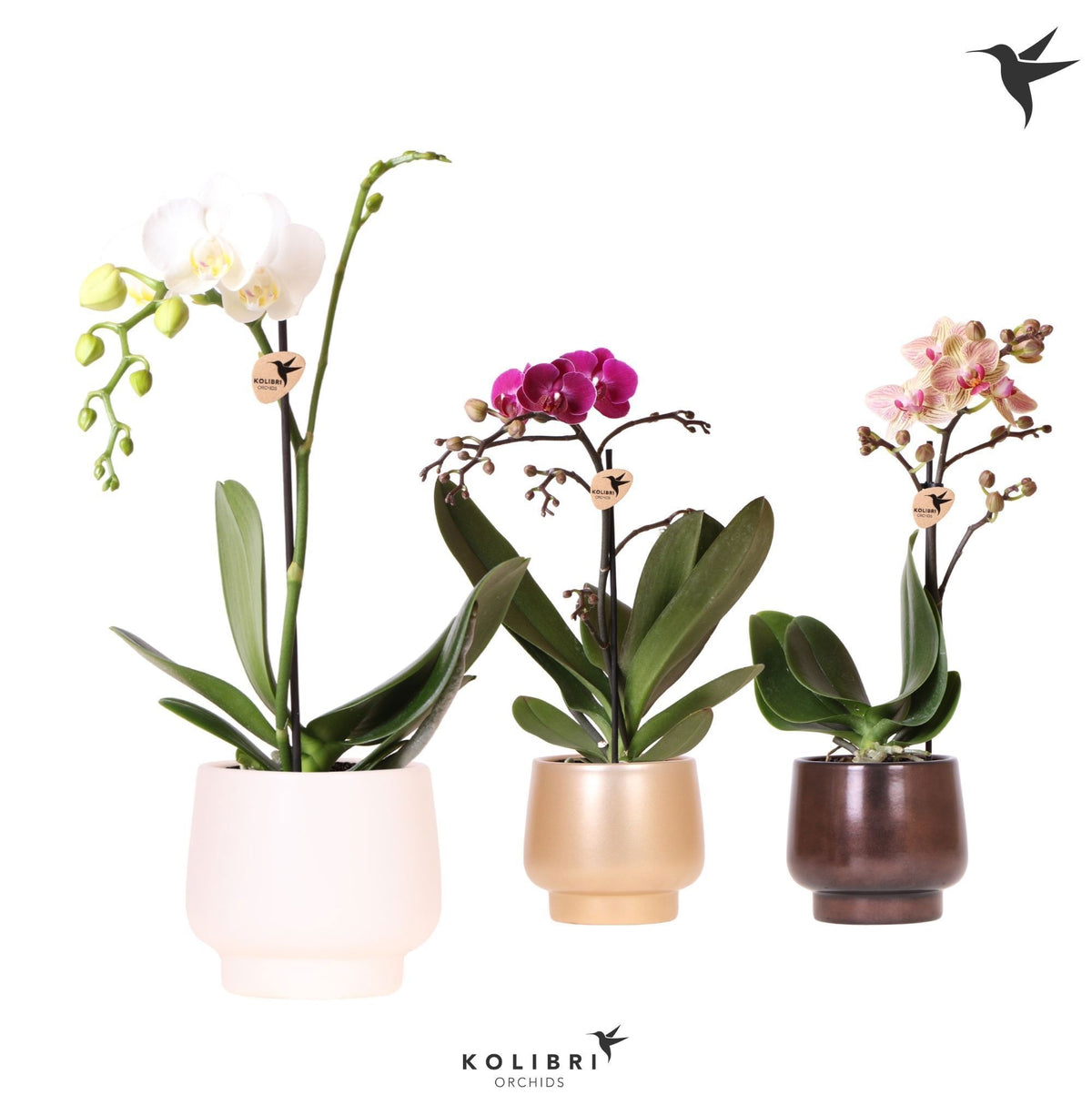 Phalaenopsis mix 40cm 9cm Pot