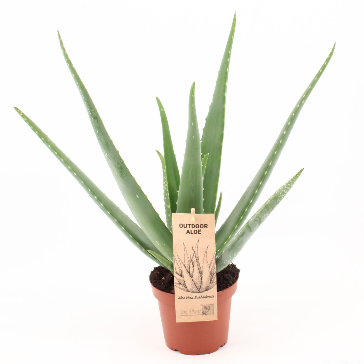 Aloe vera 55cm 14cm Pot