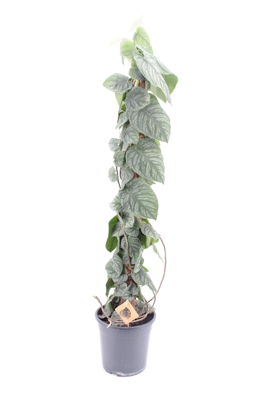 Zeur Niet, kwekerij Monstera dubia Pack of 1