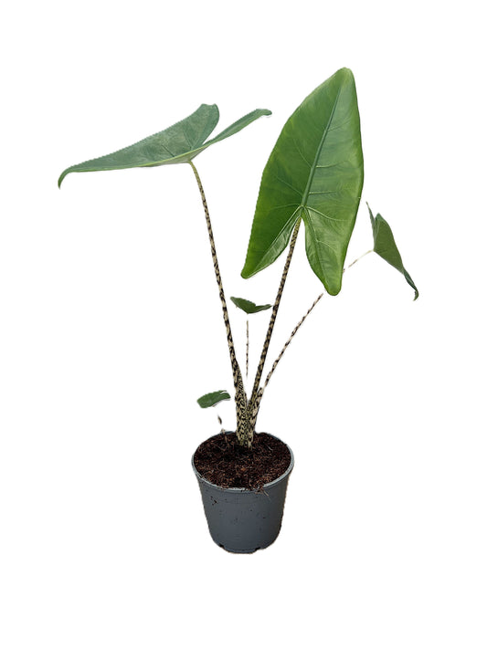Alocasia Zebrina 50cm 14cm Pot