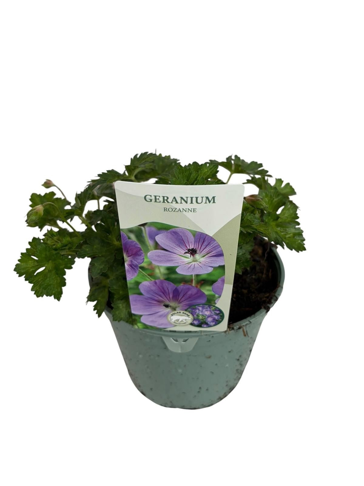 Woudenberg, VOF Gebr. van Geranium Rozanne (Hardy) Pack of 1