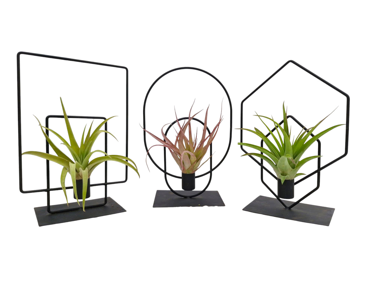 Tillandsia cyanea 24cm 17cm Pot