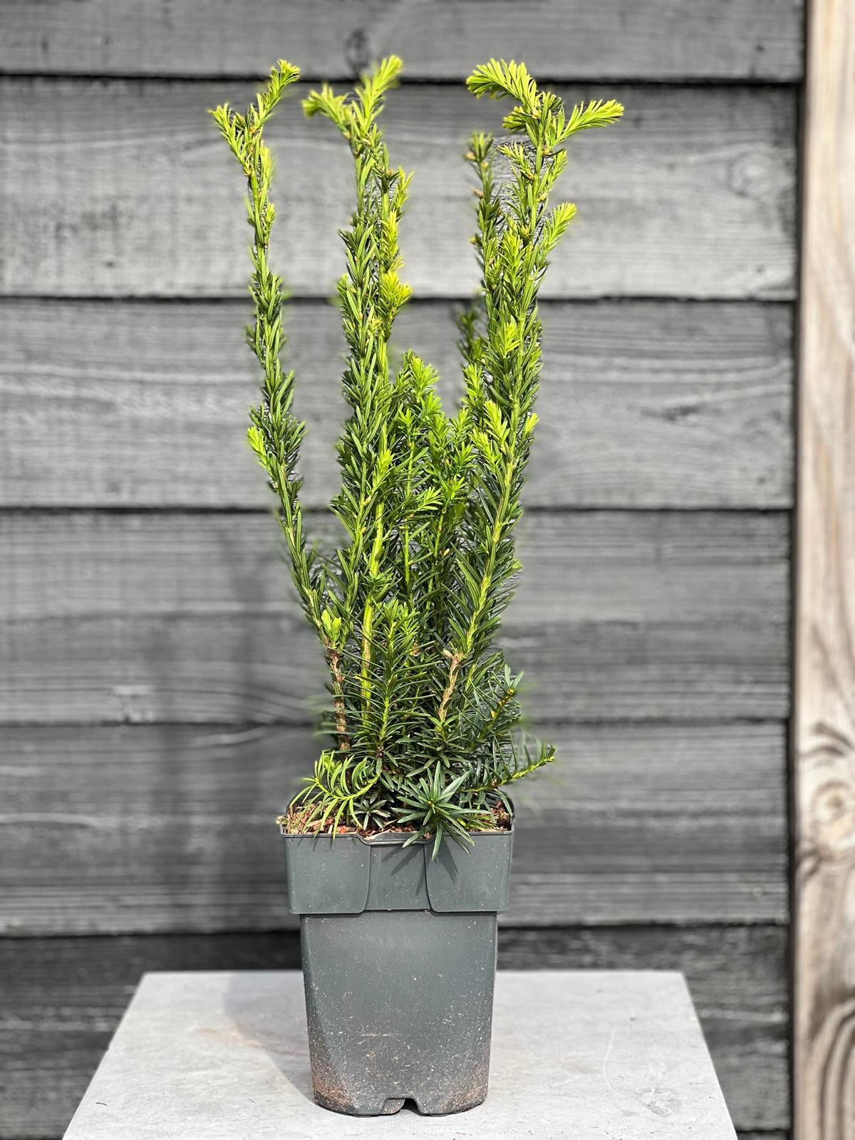 Taxus media Hillii 65cm 17cm Pot