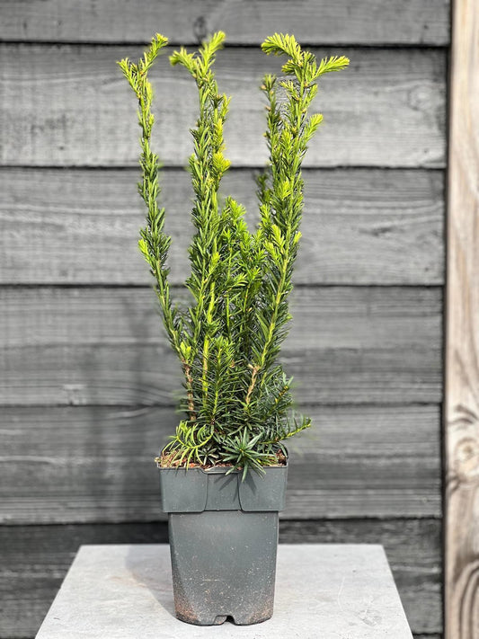 Taxus media Hillii 65cm 17cm Pot