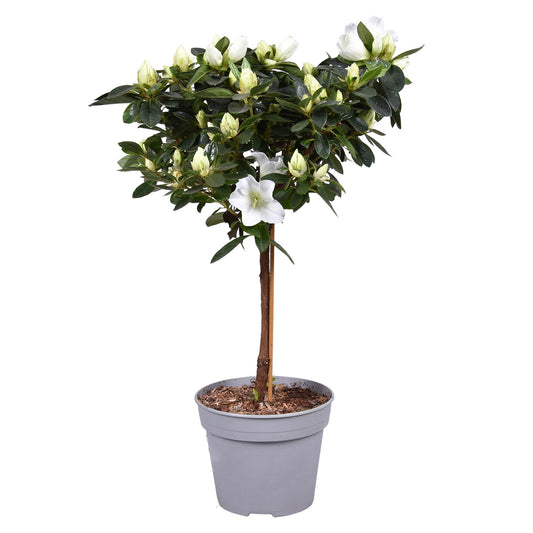 Rhododendron Bloombux 40cm 13cm Pot
