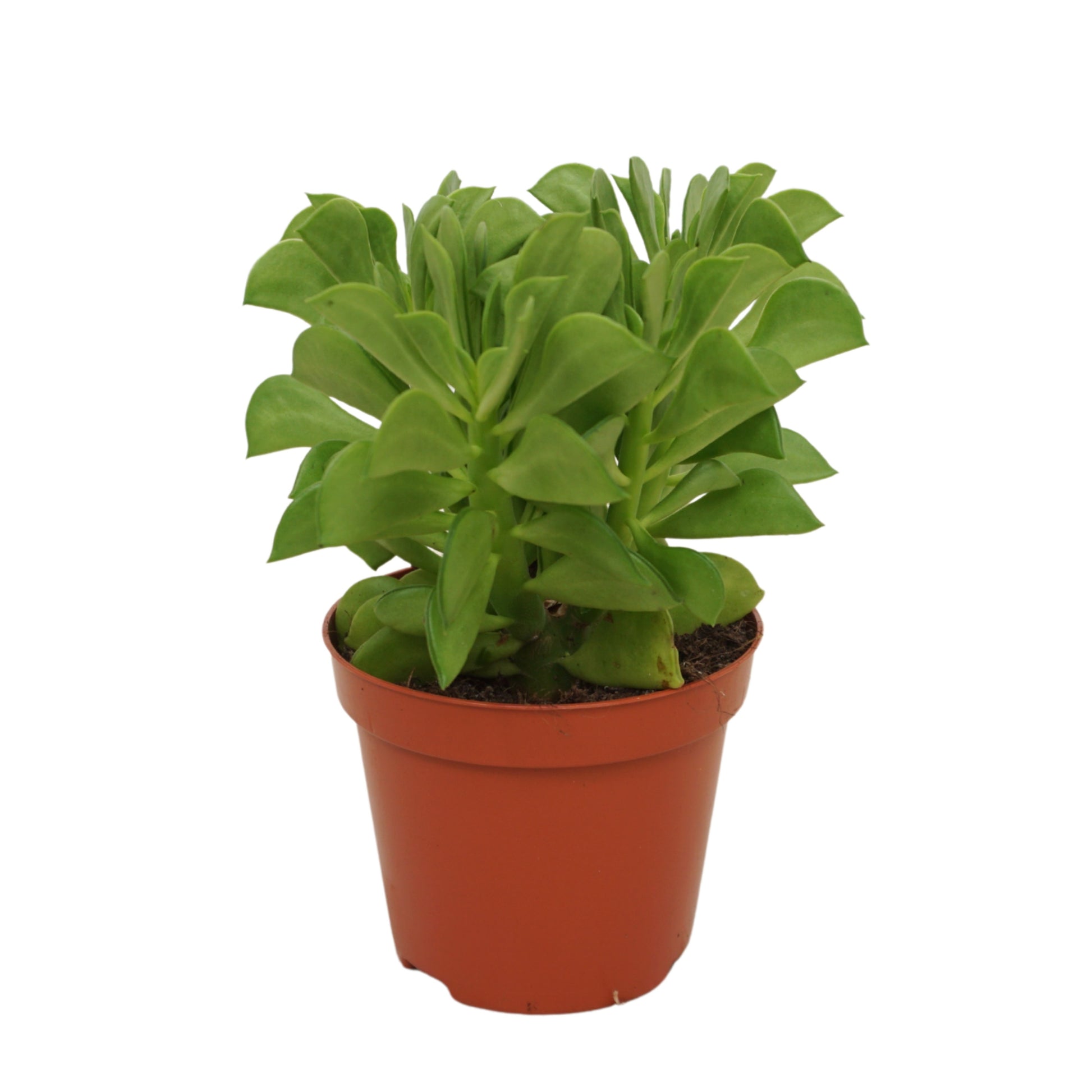 Peperomia caperata 10cm Special Pot (508)