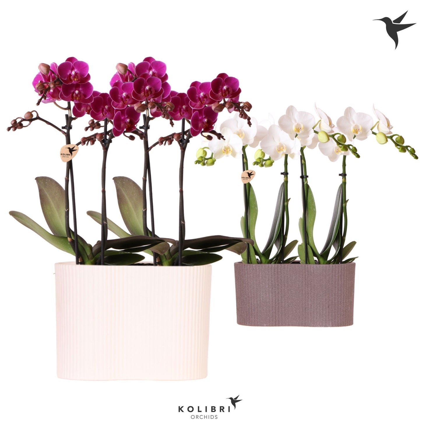 Kolibri Orchids Phalaenopsis mix 4 spike in Gili twin pot mix 40cm 18cm Pot