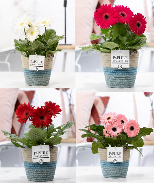 Gerbera mix 22cm 12cm Pot