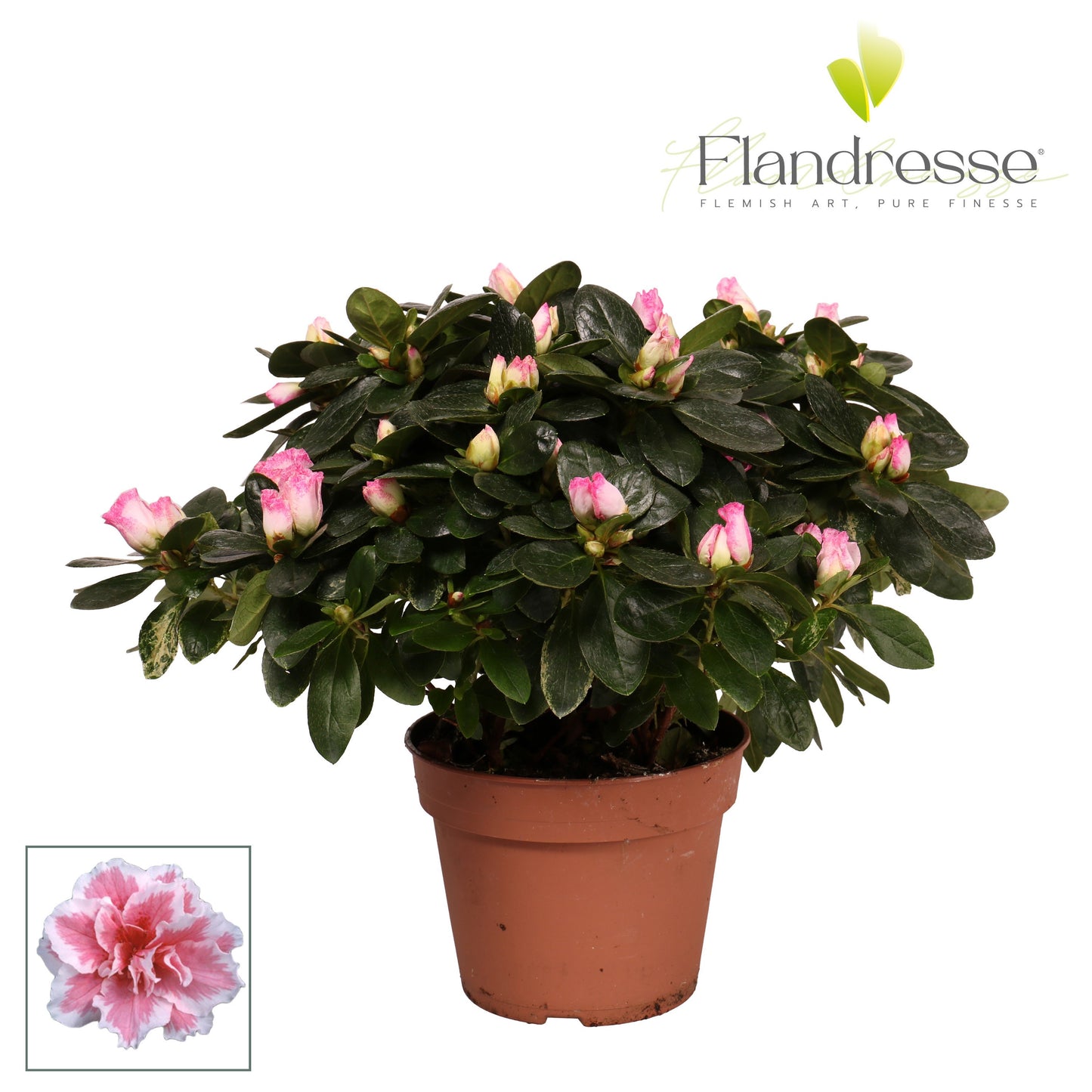 FlorAmor Rhododendron simsii Inga Pack of 7