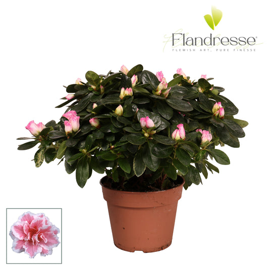 Rhododendron simsii 30cm 14cm Pot