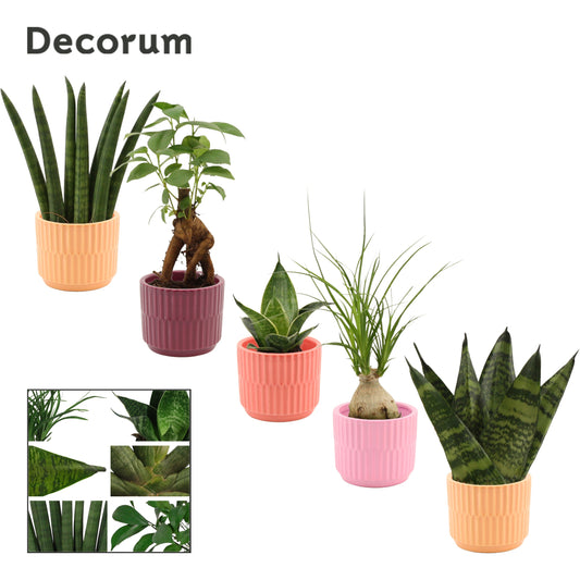 Foliage houseplants mix 17cm 6cm Pot